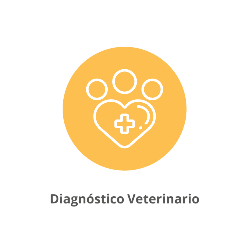 banner-veterinaria-ldp-Photoroom