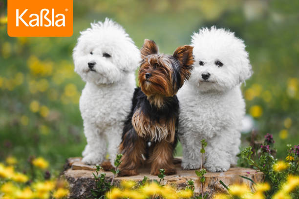 dymind-kabla-analizer-dogs-lab